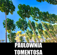 Paulownia Tomentosa Seeds