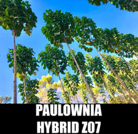 Paulownia Z07 Hybrid Seeds