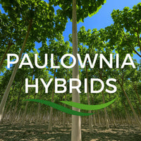 Paulownia Hybrids