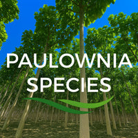 Pure Paulownia