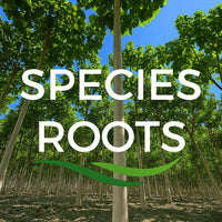Species Roots