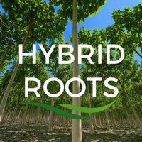 Hybrid Roots