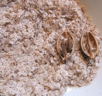 Paulownia 9503 Hybrid Seeds