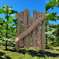 Paulownia 9502 Hybrid Roots