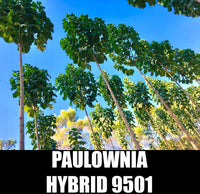Paulownia 9501 Hybrid Seeds