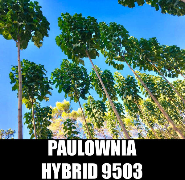 Paulownia 9503 Hybrid Seeds