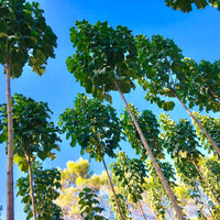 Paulownia Elongata Seeds