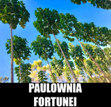 Paulownia Fortunei Seeds
