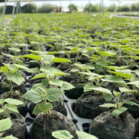 Paulownia 9502 Hybrid Roots