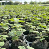 Paulownia 9502 Hybrid Roots