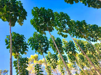 Paulownia 9503 Hybrid Seeds