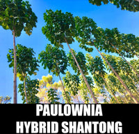 Paulownia Shantong Hybrid Seeds