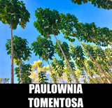 Paulownia Tomentosa Seeds