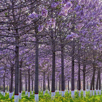 Paulownia Elongata Seeds