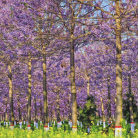 Paulownia 9501 Hybrid Roots