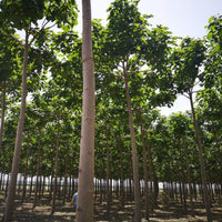 Paulownia 9502 Hybrid Roots