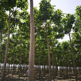 Paulownia 9502 Hybrid Roots