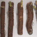 Paulownia 9502 Hybrid Roots